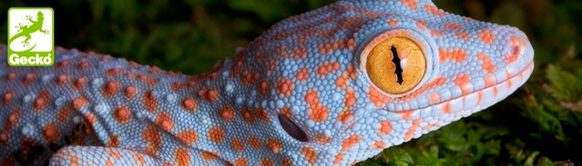 Gecko FRONTAL UNI – серия универсальных сольвентных красок для печати по PE- и PP-пленке, бумаге и алюминию